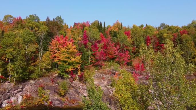 宁静的森林在秋天的调色板，嗡嗡穿过树冠。广角镜头，电影化