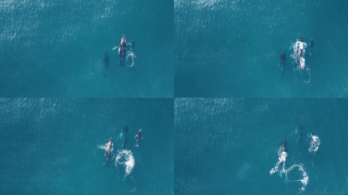 一头母鲸和小座头鲸在一只雄鲸的护送下进行一年一度的迁徙。高空无人机视野