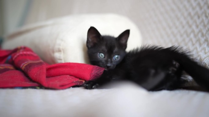可爱的黑色小猫肖像玩躺在相机前摆姿势。小宠物纯爱理念。小猫天真的小动物家养宠物。关爱收养动物收容所