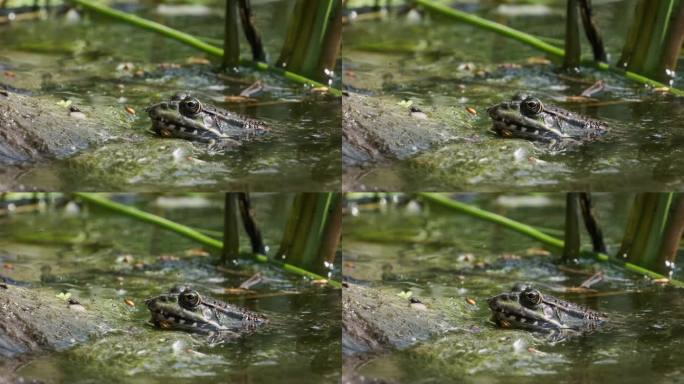 青蛙坐在河边的肖像，特写