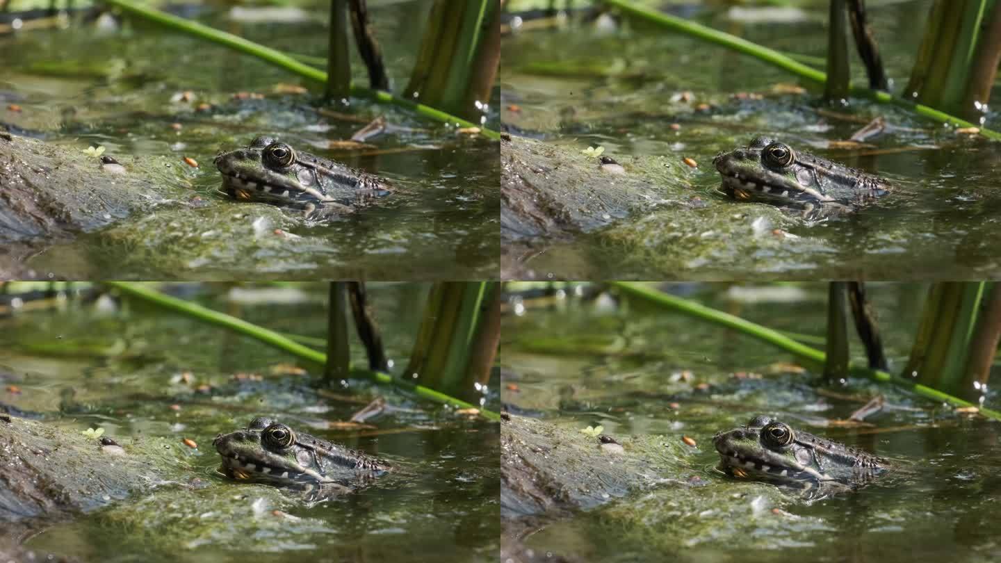 青蛙坐在河边的肖像，特写