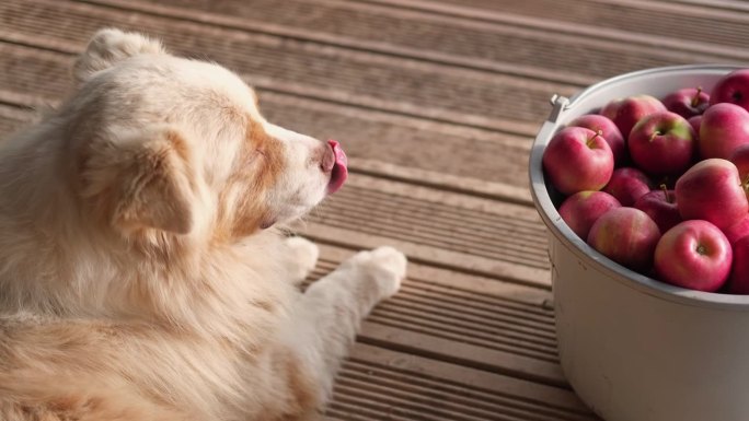 一只毛茸茸的大狗躺在一筐熟苹果旁边。收获后又大又红又好吃的苹果。秋收时的果园。柳条篮子的新鲜苹果。有
