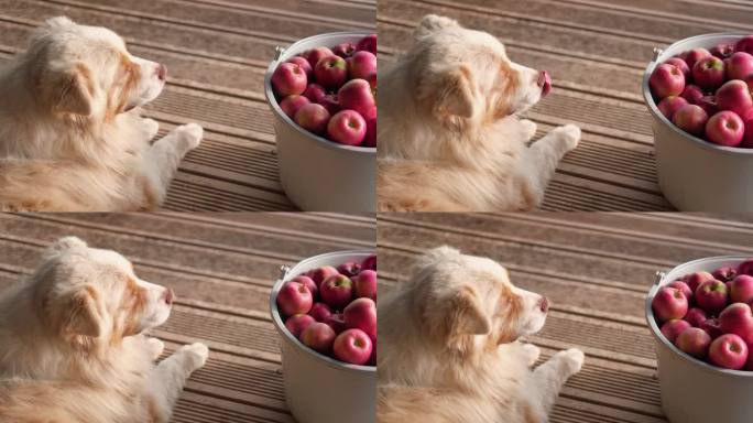 一只毛茸茸的大狗躺在一筐熟苹果旁边。收获后又大又红又好吃的苹果。秋收时的果园。柳条篮子的新鲜苹果。有