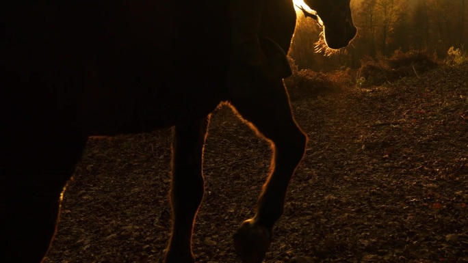特写，镜头光晕:深棕色的马腿沿着树叶覆盖的人行道行走