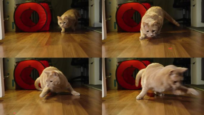 在游戏中，猫快速跳跃，摇摆，左右滑动，跟踪红点