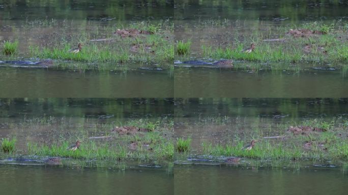 在泰国阿迪奥拉的中国池塘，一只巨蜥在丛林中的一个池塘里跟踪