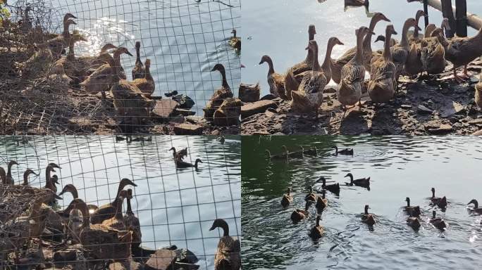 水塘边养殖鸭子放养散养的鸭子塘边养鸭场