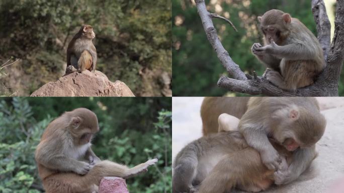 4K实拍猴子高清视频