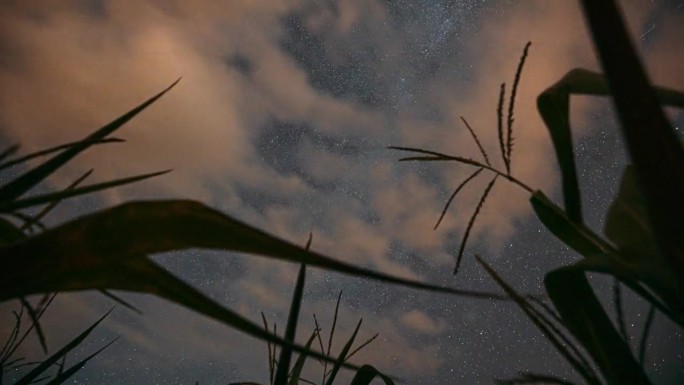 4K夜晚星空发光的银河星星和流星轨迹在玉米玉米地种植园在夏季农业玉米地。背景延时，延时，延时
