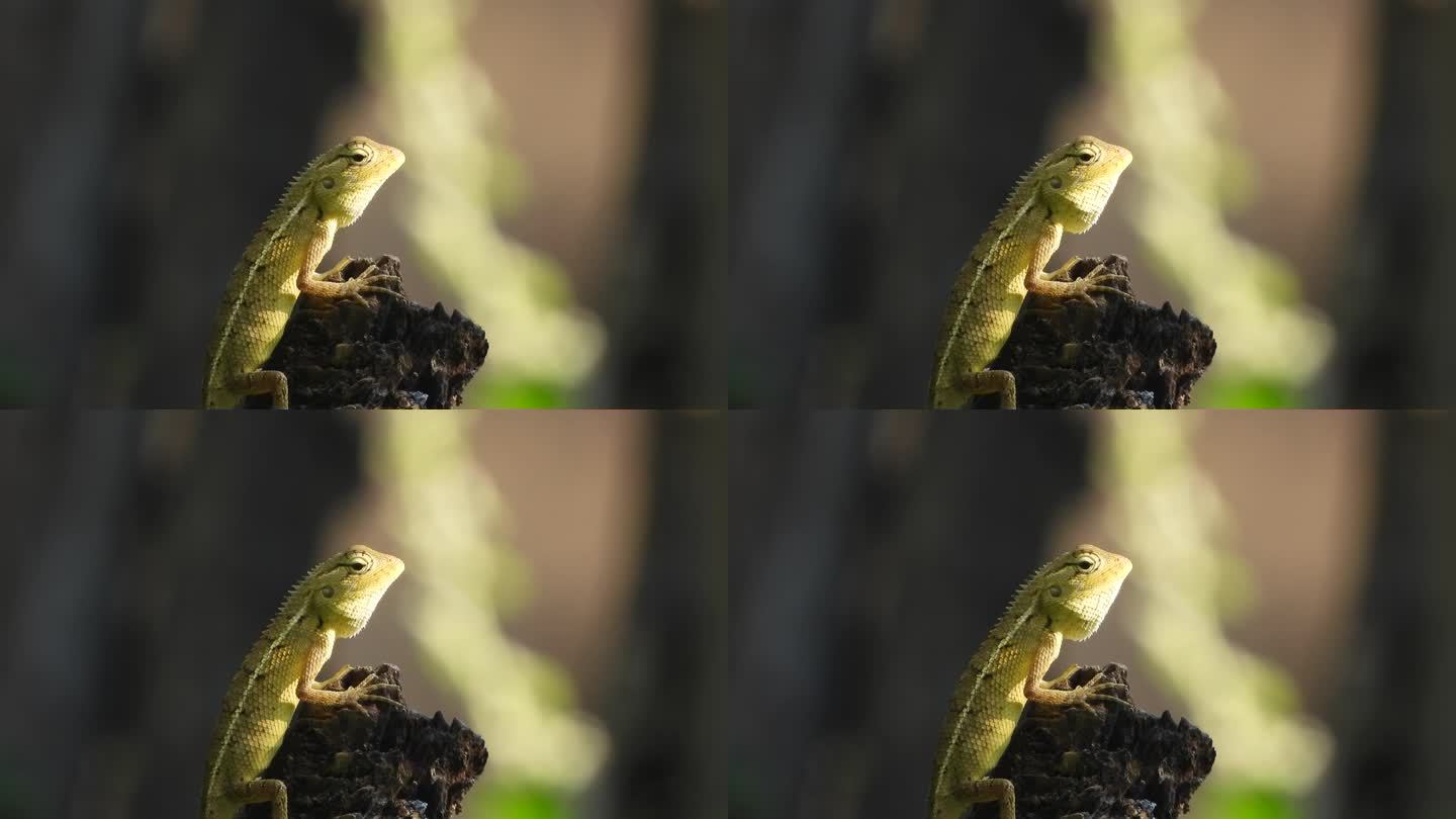 木头里的蜥蜴——等待食物。