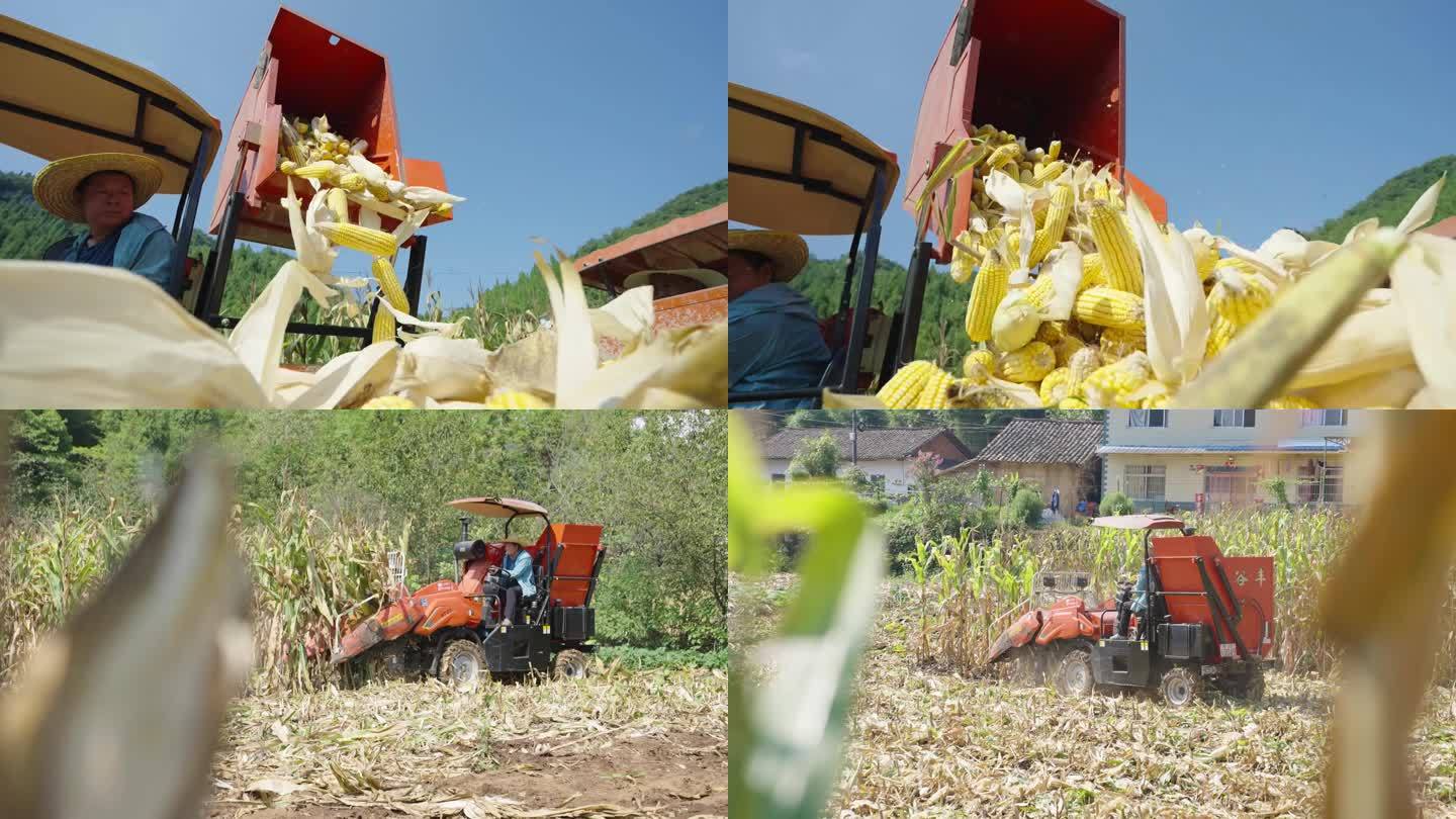农村玉米机械收购