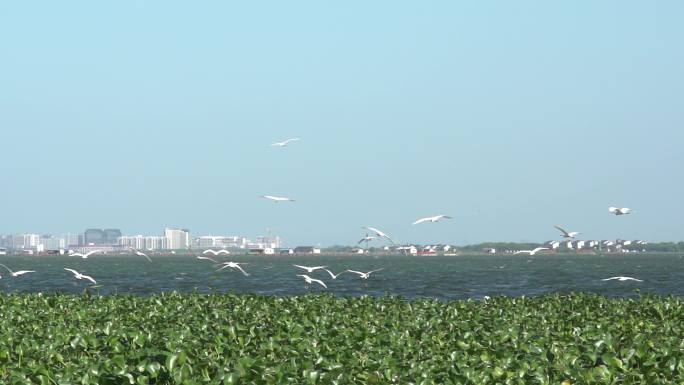 湖边 湖边风景 湖景 海鸥 阳澄湖美景