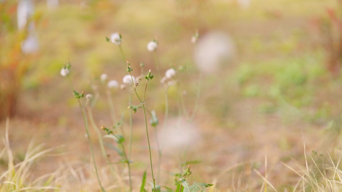 苦苣菜花被风吹散4k素材