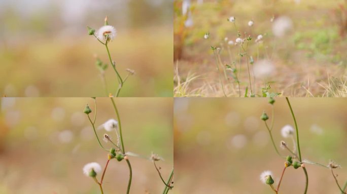 苦苣菜花被风吹散4k素材