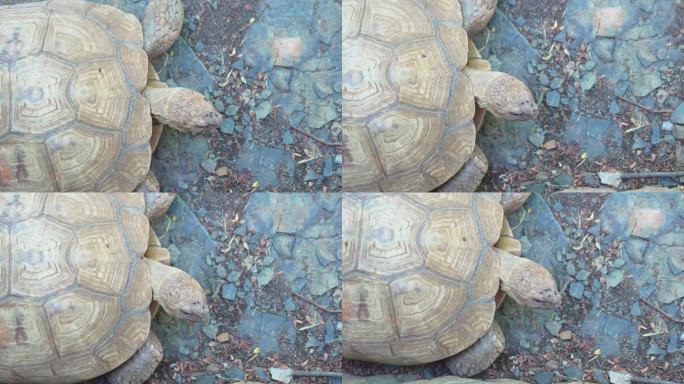 前视图。一只大陆龟在地上爬行。