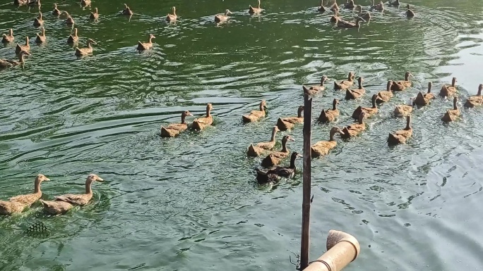 鸭子下水  鸭子走路鸭子鸭群池塘里的鸭子