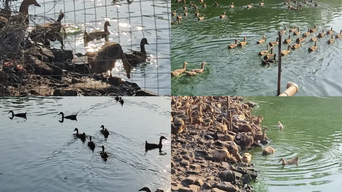 鸭子下水  鸭子走路鸭子鸭群池塘里的鸭子