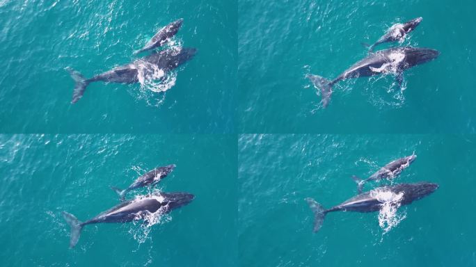 一头母鲸和刚出生的小座头鲸在海面上产仔后依偎在一起。无人机特写视图