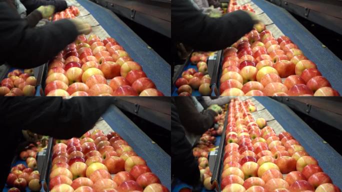 包装工人在包装线上包装新鲜的、分拣的和打蜡的苹果