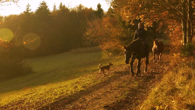 镜头:日落时分，快乐的女人骑着一匹公马，狗和母马在旁边