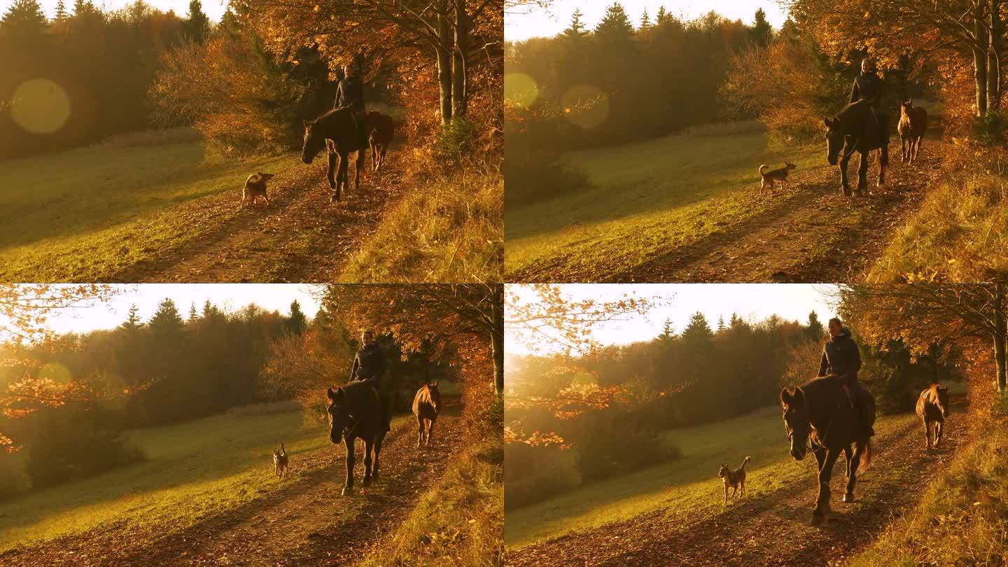 镜头:日落时分，快乐的女人骑着一匹公马，狗和母马在旁边