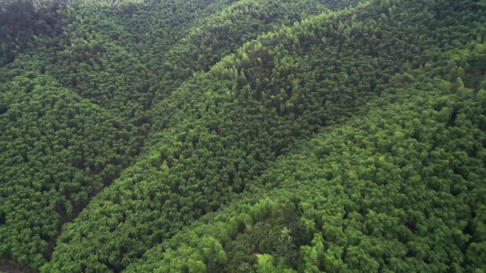 余杭径山 竹林山庄 航怕