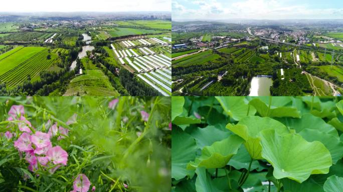 森林公园空镜唯美荷花荷塘小清新荷叶