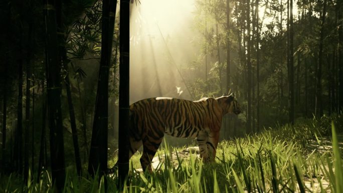 一只躲在竹林中的老虎，一边嗅着，一边听着猎物的动静，冻住了身子