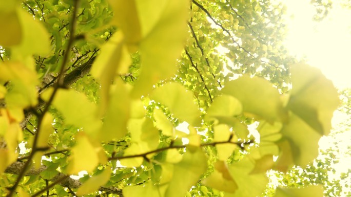 绿叶、秋天、银杏叶、光、大自然、治愈
