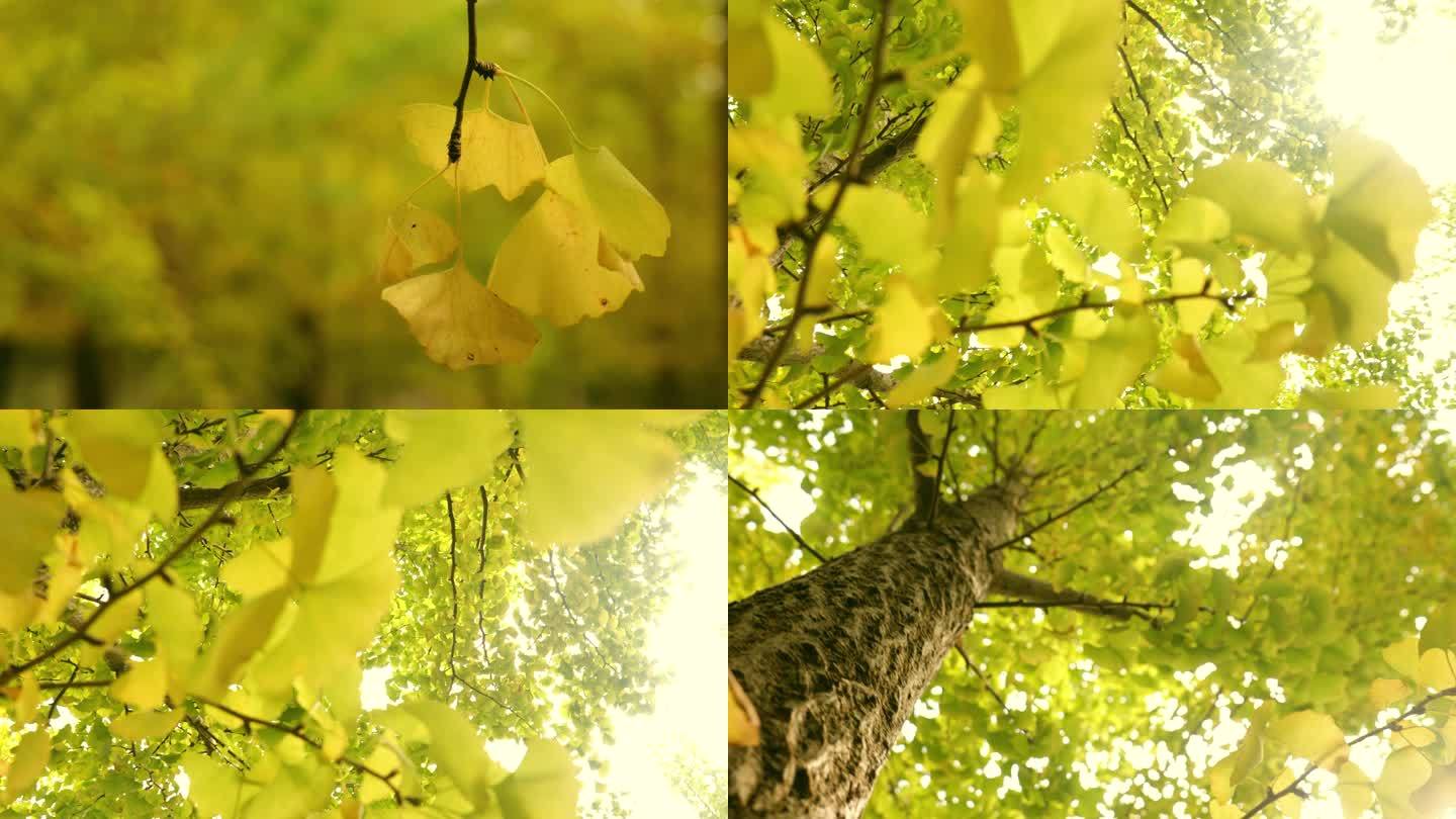 绿叶、秋天、银杏叶、光、大自然、治愈