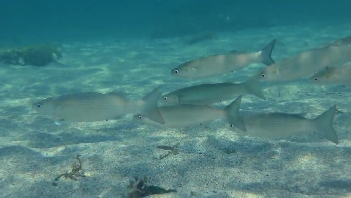 浅水区的一群金灰色鲻鱼。