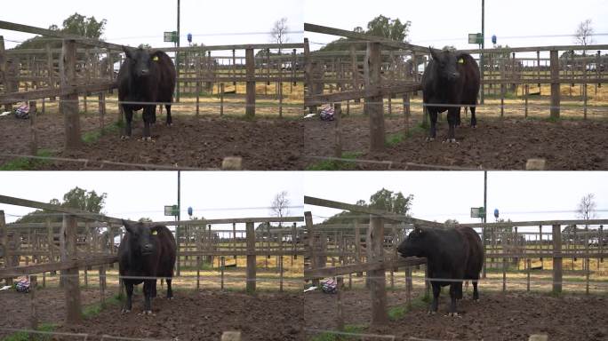 农场围栏里孤独的黑牛。畜牧业。肉类生产阿根廷