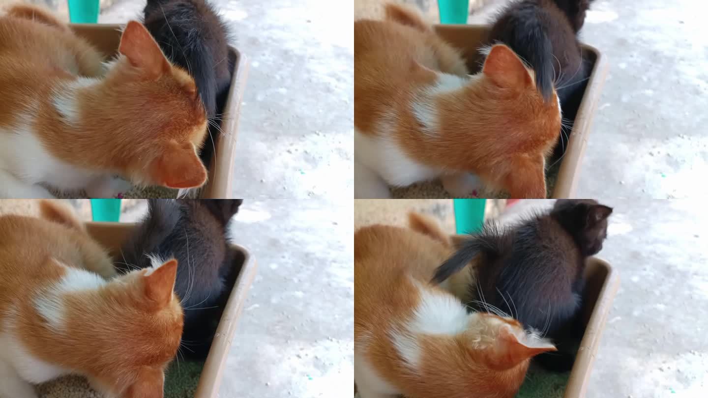 一对小猫在猫砂箱里，一只黑猫在排便，一只橙色的猫在舔它的肛门