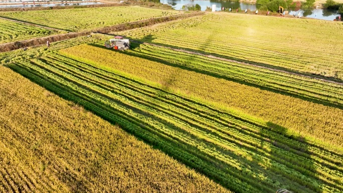 4K农村丰收航拍水稻收割机收割稻田