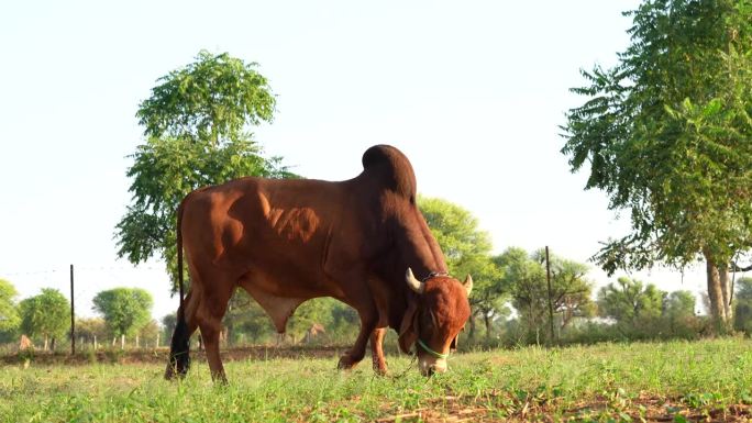 4k视频，一只华丽的棕色女孩公牛，脖子粗，在草地上吃草。粮食生产。畜牧业。