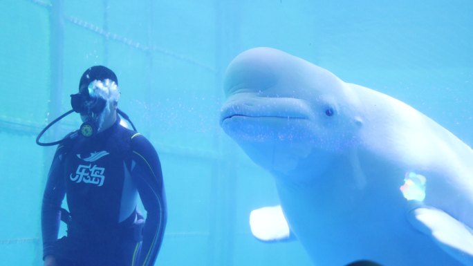海底世界白鲸表演