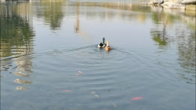 秋天池塘金鱼野鸭游来游去