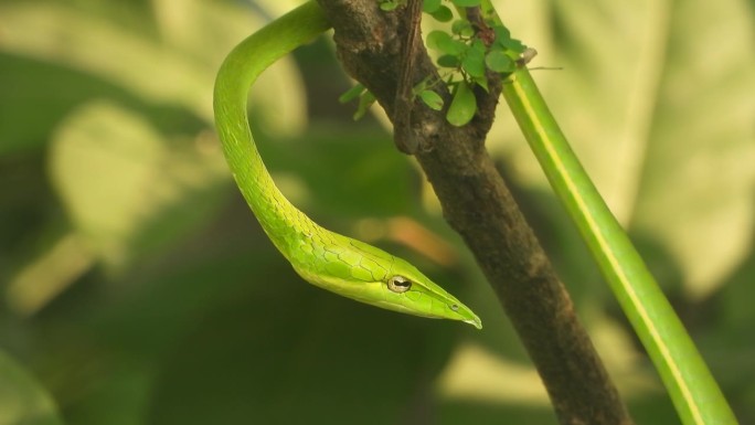 长鼻子的鞭蛇有光泽的眼睛。