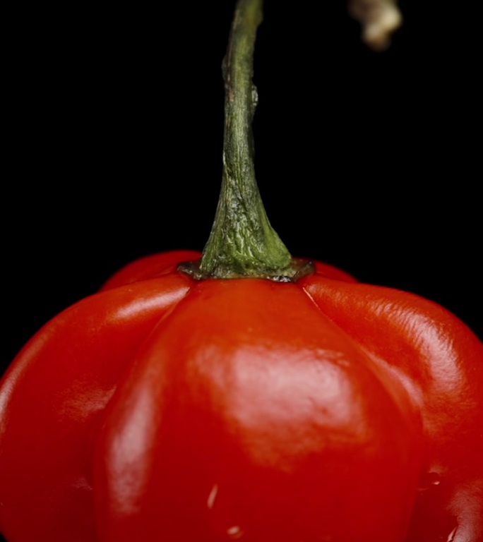 垂直视频。火鸡之星品种的红色迷你辣椒在黑色背景上旋转。孤立的，近距离观察。