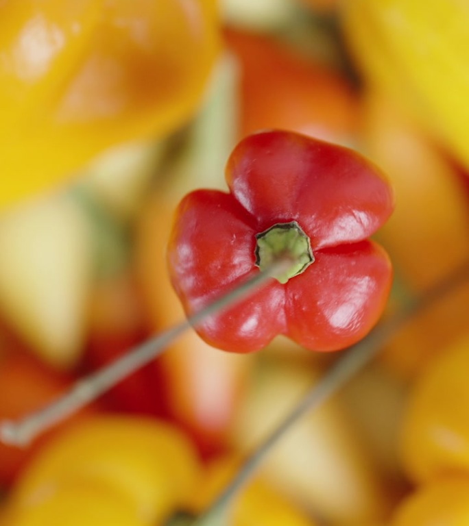 垂直视频。从上面看，火鸡之星品种的红辣椒在各色辣椒和哈瓦那辣椒的背景下旋转。