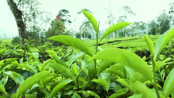 茶园里的茶苗随风摇曳