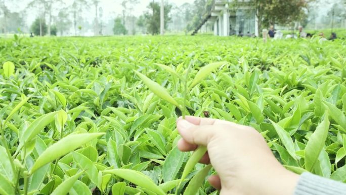 跳舞的手拿着茶叶，背景是茶园