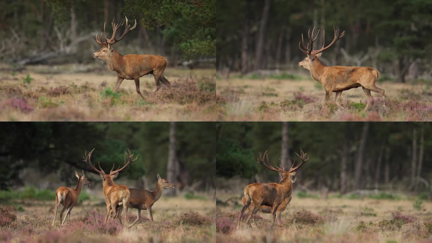 长焦跟踪马鹿在Veluwe草原上奔跑，追逐