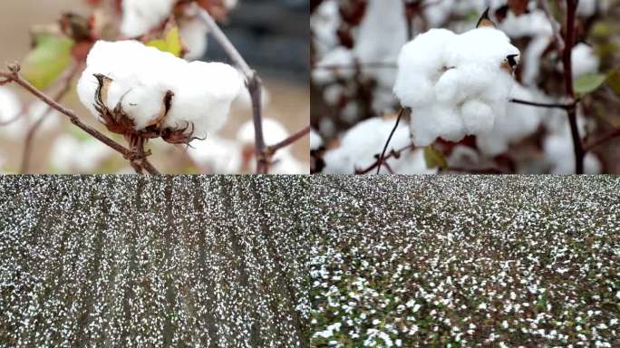 棉花实拍素材