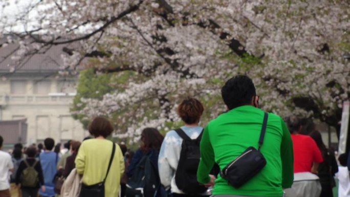 东京，日本:上野公园樱花盛开。