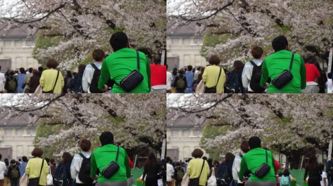 东京，日本:上野公园樱花盛开。
