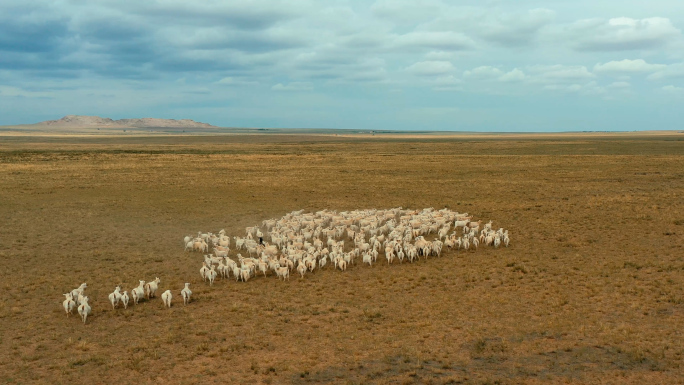 新疆内蒙秋天大草原羊群放牧冬天