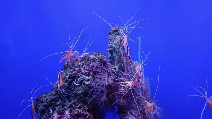 越南芽庄市海洋研究所的一群臭鼬清洁虾