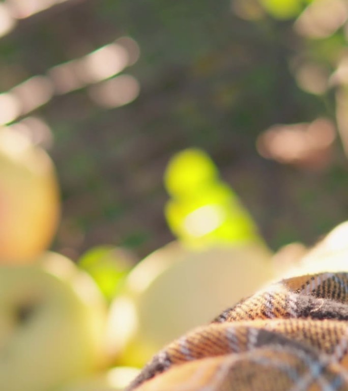 看护者为自己的农场有机食品选择最好的水果。果园里的秋天:农民丰收地采摘成熟的水果。手农民小心地把苹果