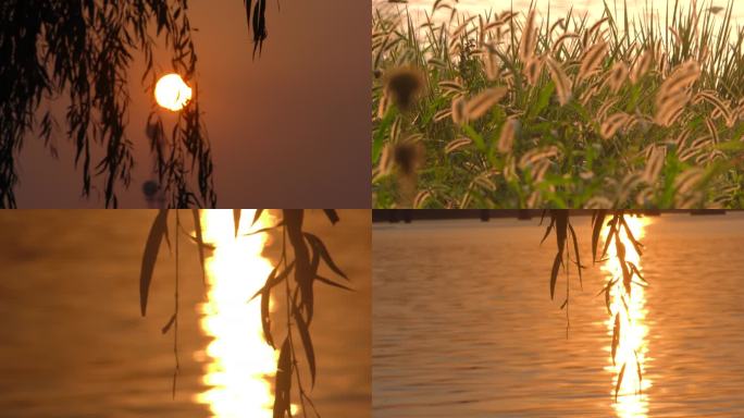 河边晚霞落日日出柳树枝太阳狗尾巴草夕阳红